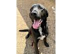 Adopt Jennings a Black Labrador Retriever / Mixed dog in Morton Grove