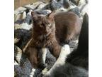 Adopt Bear a Brown or Chocolate Domestic Longhair / Domestic Shorthair / Mixed