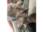 Adopt Brownie a Brown Tabby Domestic Longhair / Mixed Breed (Medium) / Mixed