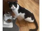 Adopt Zeus a Black & White or Tuxedo Domestic Shorthair (short coat) cat in