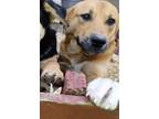 Adopt Lady a Tricolor (Tan/Brown & Black & White) Labrador Retriever / Mixed dog