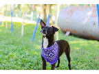 Adopt Valentino a Black Italian Greyhound / Mixed dog in Waco, TX (38070921)