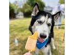 Adopt Bosco a Black Siberian Husky / Mixed dog in Middletown, NY (37959366)