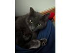 Adopt Alice a Gray or Blue Russian Blue (short coat) cat in Sherman Oaks