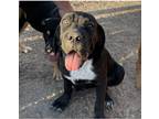 Adopt Stella a Black Mastiff / Mixed dog in Los Angeles, CA (37960713)