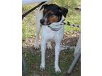 Adopt Astrid a Tricolor (Tan/Brown & Black & White) Cattle Dog / Labrador