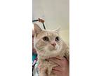 Adopt Shell a Orange or Red American Shorthair / Domestic Shorthair / Mixed cat