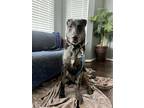 Adopt Rocky a Brindle Labrador Retriever / Mixed dog in Houston, TX (37953215)