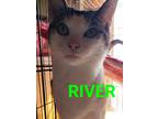 Adopt River a Gray, Blue or Silver Tabby Domestic Shorthair (short coat) cat in
