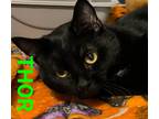 Adopt Thor a All Black Domestic Shorthair (short coat) cat in Harrodsburg
