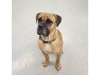 Adopt Augustus a Tan/Yellow/Fawn Cane Corso / Mixed dog in Key West