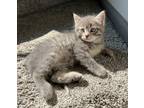 Adopt Mad Max a Gray or Blue Domestic Shorthair / Domestic Shorthair / Mixed cat