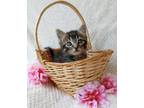 Adopt Burley a Brown or Chocolate Domestic Shorthair / Domestic Shorthair /