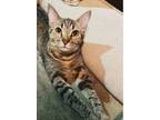 Adopt Allura a Brown Tabby Domestic Shorthair (short coat) cat in Escondido