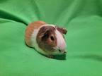 Adopt Milton a Guinea Pig small animal in South Bend, IN (37957826)