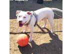 Adopt Bruce a White American Staffordshire Terrier / Pit Bull Terrier / Mixed