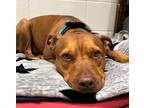 Adopt Ace a Brown/Chocolate Pit Bull Terrier / Mixed dog in Hicksville