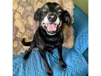 Adopt Beaugard a Black Mixed Breed (Medium) / Mixed dog in Eureka Springs