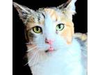 Adopt Taffy Apple a Tortoiseshell Domestic Shorthair / Mixed cat in Madison