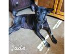 Adopt Jade a Black Mixed Breed (Medium) / Mixed dog in Calexico, CA (38203585)