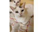 Adopt Aspen a White Domestic Shorthair / Domestic Shorthair / Mixed cat in South