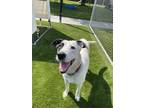 Adopt Marley a White Mixed Breed (Large) / Mixed dog in Hamilton, ON (38204240)