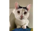 Adopt Cupid a Domestic Shorthair / Mixed (short coat) cat in Chaska