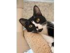 Adopt Barold 37140 a All Black Domestic Shorthair / Domestic Shorthair / Mixed