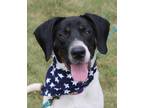 Adopt Spot a White - with Black Pointer / Hound (Unknown Type) / Mixed dog in