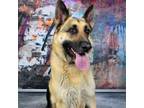 Adopt Maximo a Brown/Chocolate German Shepherd Dog / Mixed dog in Yuma
