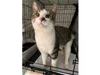 Adopt Penner a Brown Tabby Domestic Shorthair / Mixed (short coat) cat in