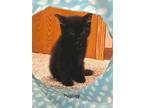 Adopt Pugsley a All Black Domestic Longhair / Mixed (long coat) cat in Monroe