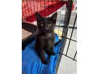 Adopt Harper a All Black Domestic Shorthair / Mixed (short coat) cat in Monroe