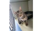 Adopt Chapo a Brown Tabby Bengal / Mixed (short coat) cat in Monroe