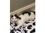 Adopt Frannie a White (Mostly) Domestic Shorthair / Mixed (short coat) cat in
