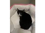 Adopt Fern a Black & White or Tuxedo Domestic Shorthair / Mixed (short coat) cat