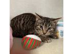 Adopt Toronto a Brown Tabby Domestic Shorthair / Mixed (short coat) cat in