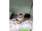 Adopt Luna a Brown Tabby Domestic Shorthair / Mixed (short coat) cat in Monroe