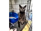 Adopt Romeo a All Black Domestic Shorthair / Mixed (short coat) cat in Monroe