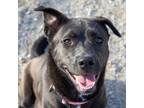 Adopt Ophelia a Black Retriever (Unknown Type) / Mixed dog in Evansville
