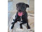 Adopt Demi a Black - with White Labrador Retriever / Mixed Breed (Medium) /