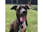 Adopt Becky a Black Pit Bull Terrier / Mixed Breed (Large) / Mixed dog in League