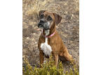 Adopt Narnia a Tan/Yellow/Fawn Boxer / Mastiff / Mixed dog in Flagstaff