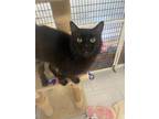Adopt Lilliana a All Black Domestic Longhair / Domestic Shorthair / Mixed cat in