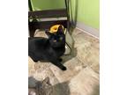 Adopt Bastet a Domestic Shorthair / Mixed (short coat) cat in Bourbonnais