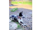 Adopt Jesse Jane a Black - with White Australian Cattle Dog / Mixed dog in