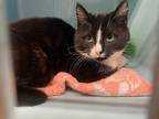 Adopt Nime a Domestic Shorthair / Mixed (short coat) cat in Saint Albans