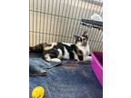 Adopt Wynken a Domestic Shorthair / Mixed (short coat) cat in Saint Albans