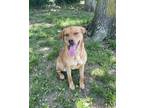 Adopt Ginger Snap a Rottweiler / Labrador Retriever / Mixed dog in Washburn