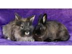 Adopt Cody and Caden (bonded pair) a Lionhead / Mixed (short coat) rabbit in